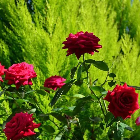 La Casa Delle Rose: Cozy Air-conditioned Retreat Guest house