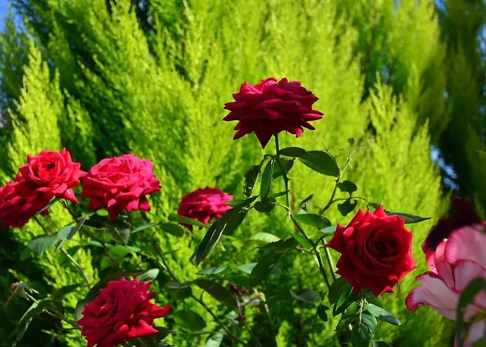 La Casa Delle Rose With Air Conditioning Гостьовий будинок